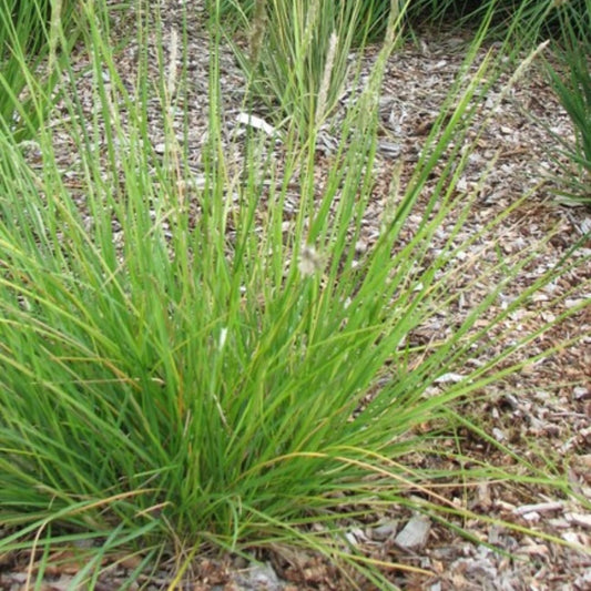 Sesleria autumnalis – 6 Pflanzen – Ø9cm – Höhe 10-25cm – Winterhartes Ziergras – Goldbraune Herbstfärbung – Pflegeleicht für Beet, Steingarten & Naturgarten - Oasis of Life