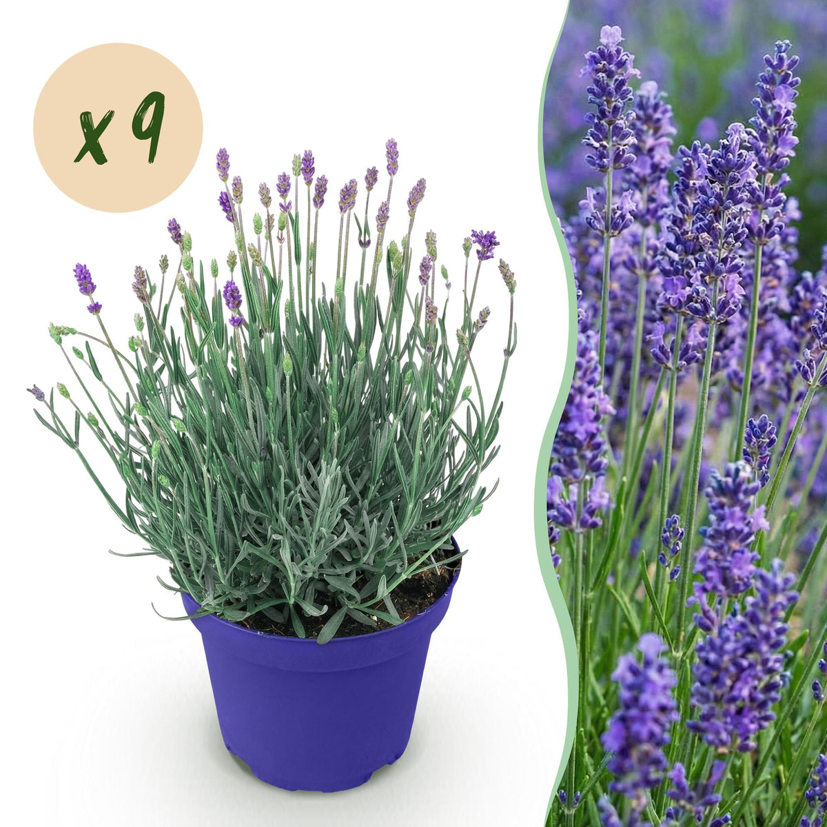 Green boutiQ - Gartenpflanze - Lavandula angustifolia Hidcote - Lavendel - Winterhart - Lila - 9 Pflanzen - Topf 12cm - Höhe 15-25cm 