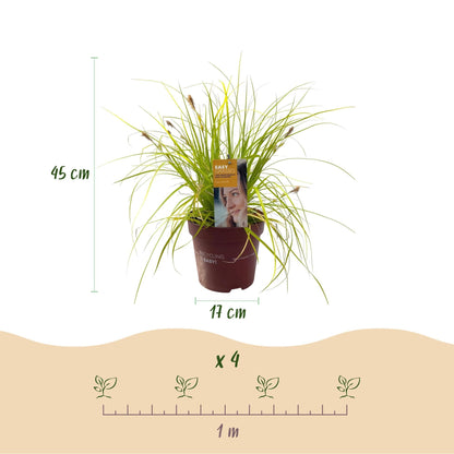 Japansegge Carex oshimensis Everillo – 2 Pflanzen Ø17cm – Immergrün – Pflegeleicht – Leuchtend gelbe Blätter – Ziergras Höhe ca. 50cm 