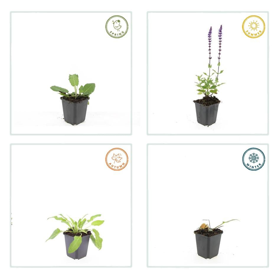 Blüten-Salbei Salvia nem. 'Mainacht' – ↕10-25cm – Ø9cm – 6 Pflanzen – Bienenfreundlich – Blau blühend – Sonniger Standort – Pflegeleicht 