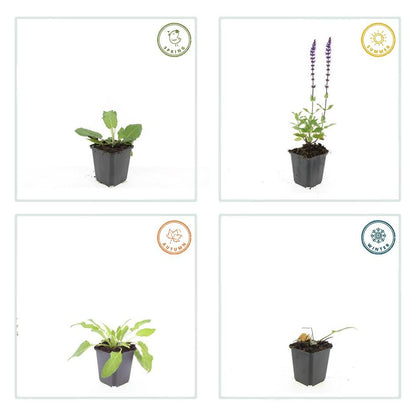 Blüten-Salbei Salvia nem. 'Mainacht' – ↕10-25cm – Ø9cm – 6 Pflanzen – Bienenfreundlich – Blau blühend – Sonniger Standort – Pflegeleicht 