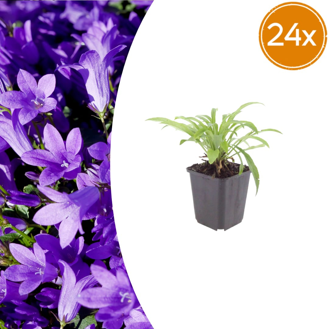 Pfirsichblättrige Glockenblume Campanula persicifolia ‘Coerulea’ – 24 Pflanzen – 10-25cm – Ø9cm – Blaue Staude für sonnige Beete & Halbschatten - Oasis of Life