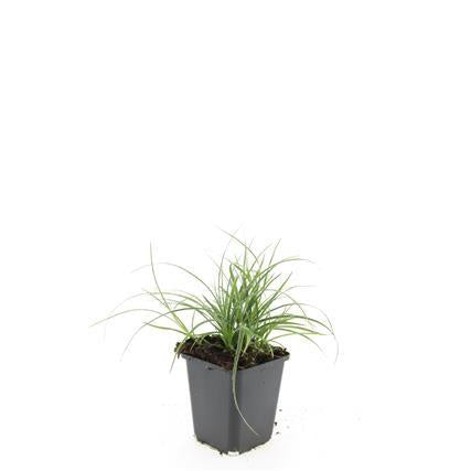 Luzula nivea – Schneegarben – 24 Pflanzen – 9cm – Immergrüner Bodendecker – ↕10–25cm – Winterhart & pflegeleicht – Ideal für Schatten, Beete & Steingarten 