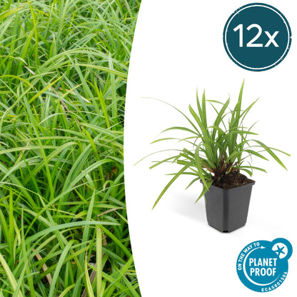 Grünblättrige Segge Carex morrowii 'Irish Green' – ↕10-25cm – Ø9cm – 12 Pflanzen – Bodendecker – Immergrün – Pflegeleicht – Schattentauglich 