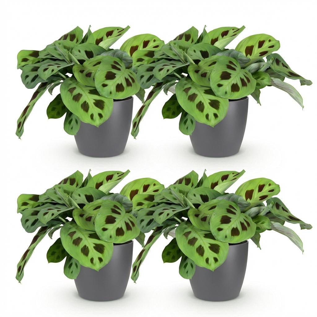 Green boutiQ - Zimmerpflanze - Maranta Fascinator Kerchoveana - Zebrapflanze - Haustierfreundliche Pflanze - Grün - 4 Pflanzen - mit Potter Grau - Topf 12cm - Höhe 25cm 
