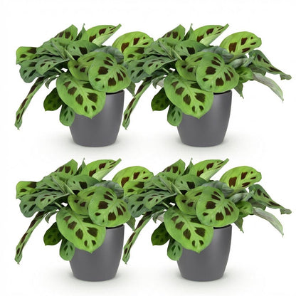 Green boutiQ - Zimmerpflanze - Maranta Fascinator Kerchoveana - Zebrapflanze - Haustierfreundliche Pflanze - Grün - 4 Pflanzen - mit Potter Grau - Topf 12cm - Höhe 25cm 