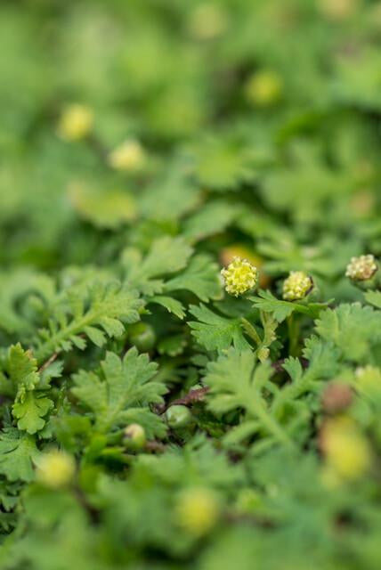 Fiederpolster Leptinella squalida – ↕10-25cm – Ø9cm – 6 Pflanzen – Immergrüner Bodendecker, Farnartige Blätter, Schattentauglich, Pflegeleicht 