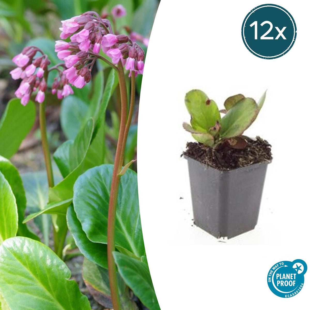 Bergenie – Bergenia cordifolia 'Herbstblüte' – ↕10-25cm – Ø9cm – 12 Pflanzen – immergrüner Bodendecker 