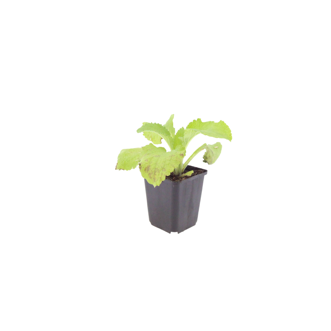 Roter Fingerhut Digitalis purpurea Hohe Blütenstaude für Garten & Cottage Ø9cm 6 Stück