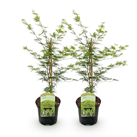 Japanischer Ahorn – Acer palmatum 'Emerald Lace' – 2 Pflanzen – je ca. 70 cm hoch – Topf Ø19 cm – fein geschnittenes Laub – Balkon- & Gartenpflanze 