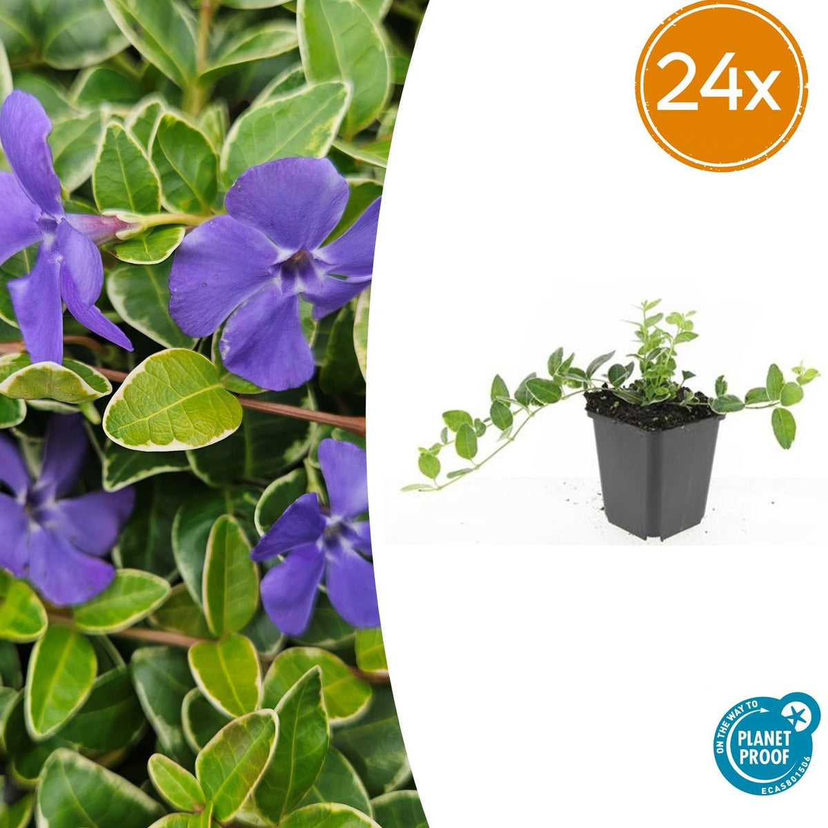 Vinca minor 'Ralph Shugert' – Immergrüner Bodendecker – 24 Pflanzen – Lavendelfarbene Blüten – 10–25 cm – Ø9 cm 