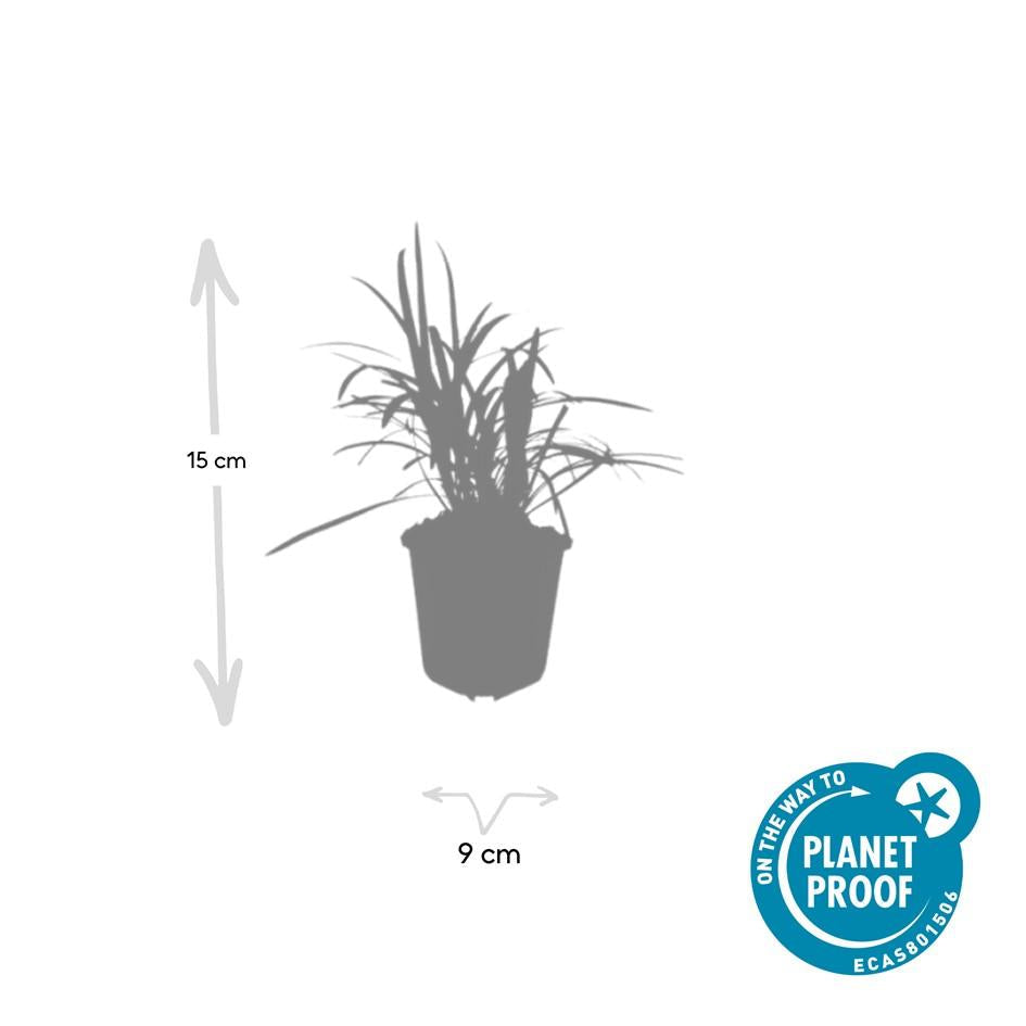 Glöckchentraube Liriope muscari 'Monroe White' – ↕10-25cm – Ø9cm – 6 Pflanzen – Immergrün & winterhart – Bodendecker & Beetpflanze 