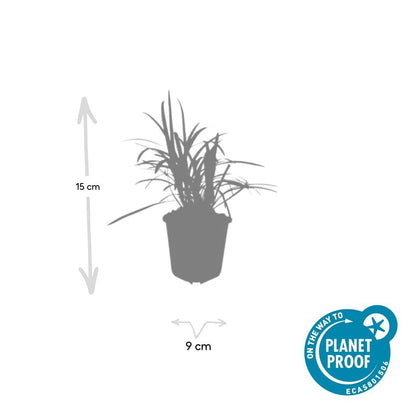 Glöckchentraube Liriope muscari 'Monroe White' – ↕10-25cm – Ø9cm – 6 Pflanzen – Immergrün & winterhart – Bodendecker & Beetpflanze 