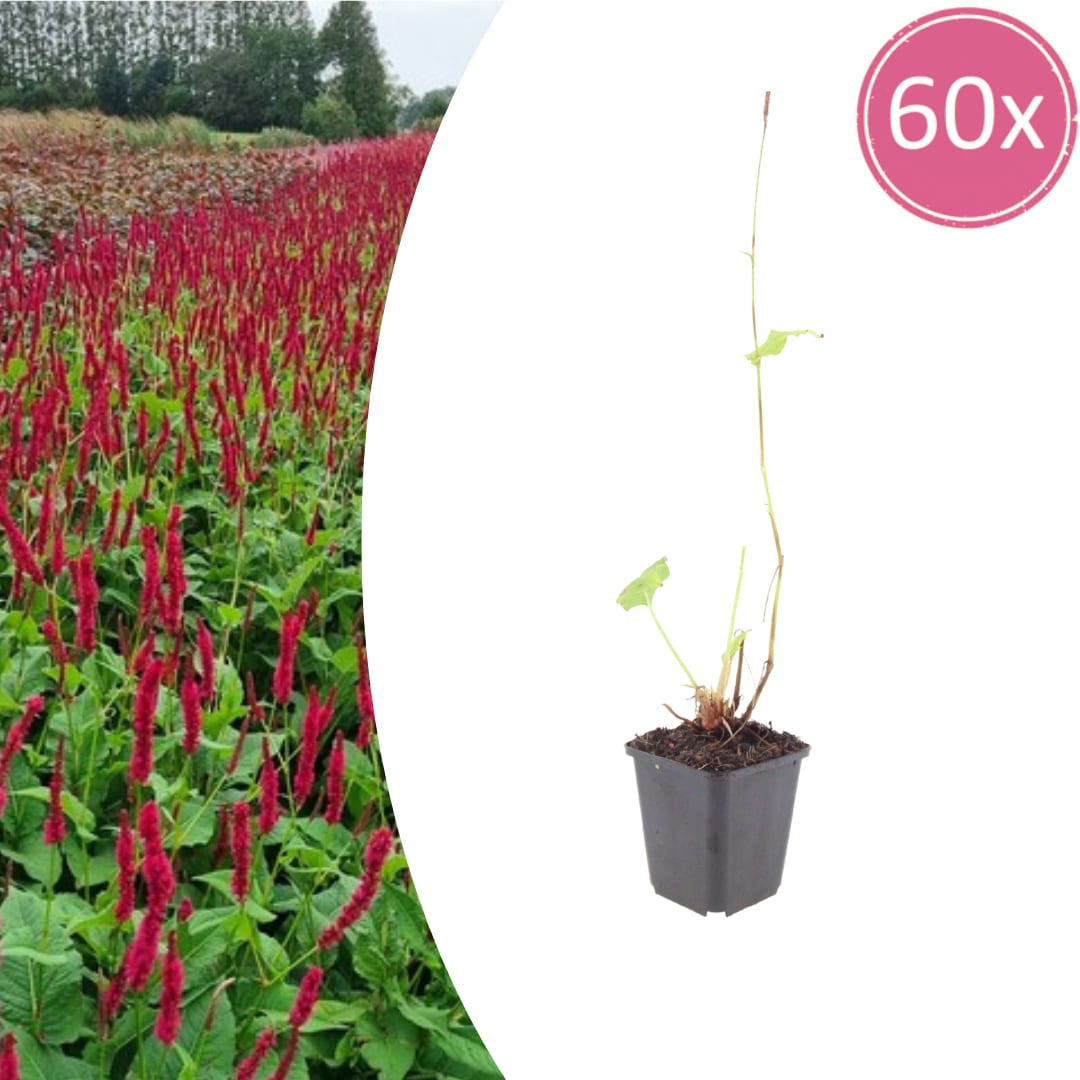 Persicaria amplexicaulis Blackfield Winterharte Staude Ø9cm 60 Stück