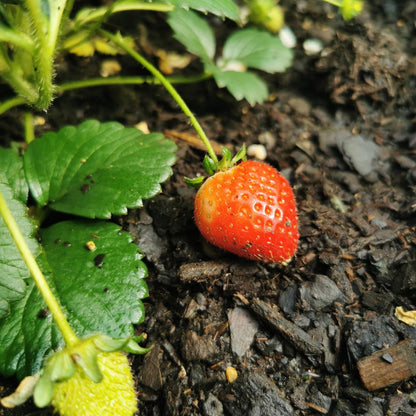 Erdbeeren, 6er-Pack (Fragaria), 100 % biologisch 