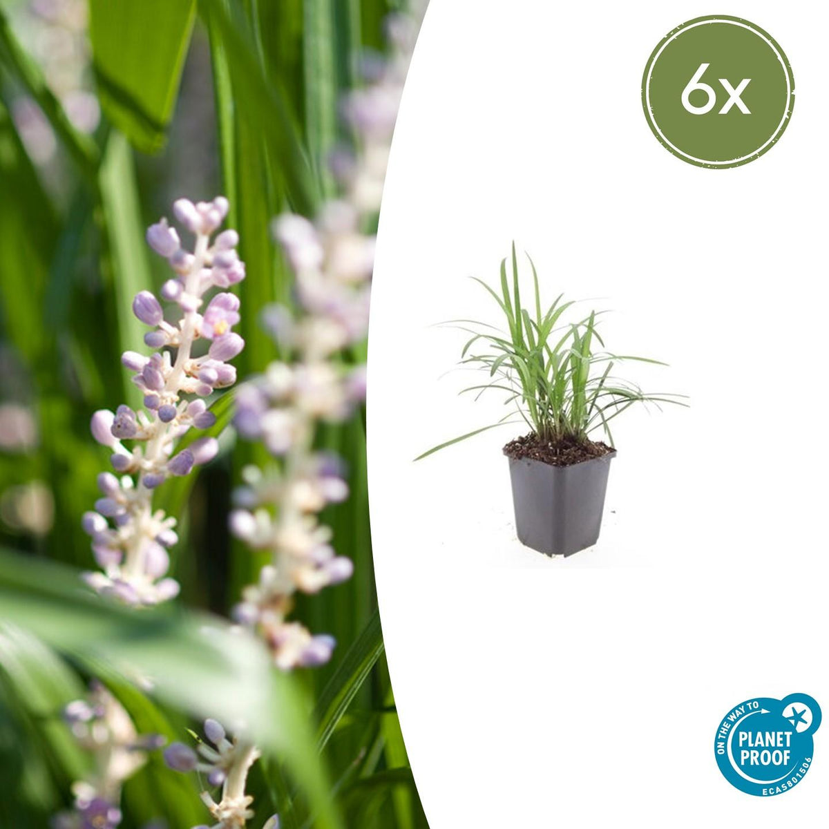Glöckchentraube Liriope muscari 'Monroe White' – ↕10-25cm – Ø9cm – 6 Pflanzen – Immergrün & winterhart – Bodendecker & Beetpflanze 