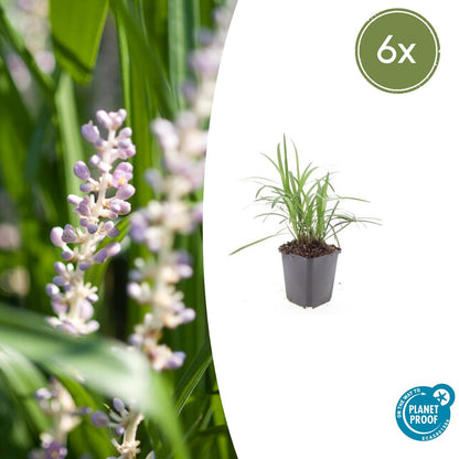 Glöckchentraube Liriope muscari 'Monroe White' – ↕10-25cm – Ø9cm – 6 Pflanzen – Immergrün & winterhart – Bodendecker & Beetpflanze 