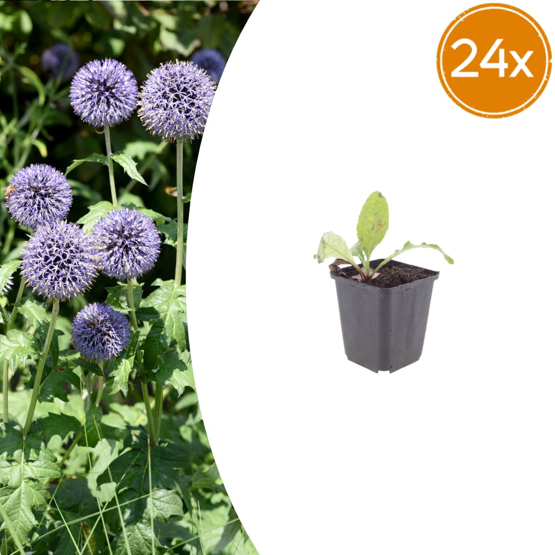 Kugeldistel Echinops ritro Winterharte Staude mit stahlblauen Blütenkugeln Ø9cm 24 Stück