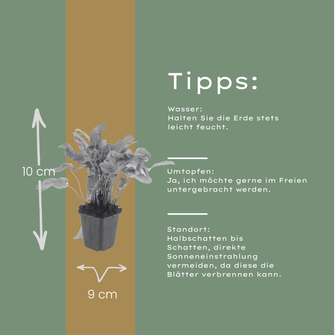 Hirschzungenfarn Asplenium scolopendrium – 6 Pflanzen – Immergrüner Farn für Schatten & Halbschatten – Strukturpflanze für Garten & Beet – 10-25cm – Ø9cm – Winterhart - Oasis of Life