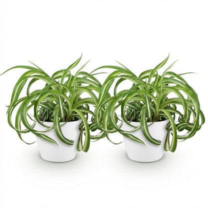 Green boutiQ - Zimmerpflanze - Chlorophytum comosum Bonnie - Lockige Graslilie - Haustierfreundliche Pflanze - Grün - 2 Pflanzen - mit Potter Weiß - Topf 12cm - Höhe 20cm 