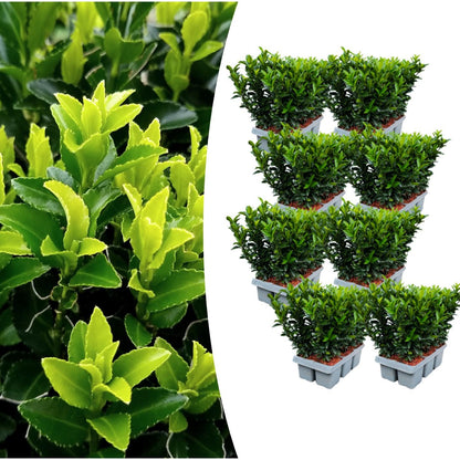 Japanischer Spindelstrauch Euonymus 'Green Spire' – Ø7cm, ↨15cm – 48 Pflanzen – Aufrechter, winterharter Zierstrauch für Garten, Terrasse & Hecke 