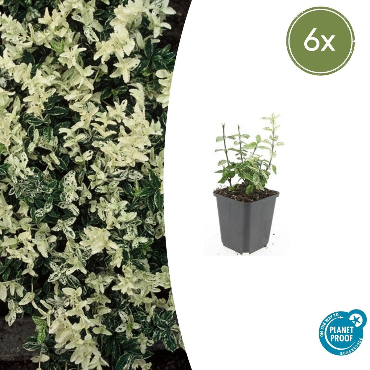 Kriechspindel – Euonymus fortunei 'Harlequin' – ↕10-25 cm – Ø9 cm – 6 Pflanzen – Bodendecker – Buntlaub – Sonne & Schatten – Pflegeleicht – Winterhart 