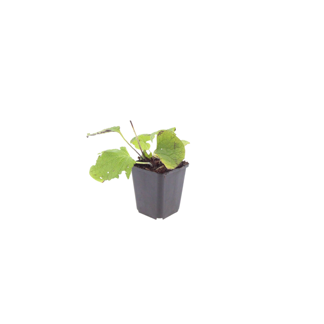 Kaukasisches Vergissmeinnicht Brunnera macrophylla – 6 Pflanzen – 10-25cm – Ø9cm – Winterharte Schattenstaude mit blauen Blüten – Bodendecker für Garten & Gehölzrand - Oasis of Life