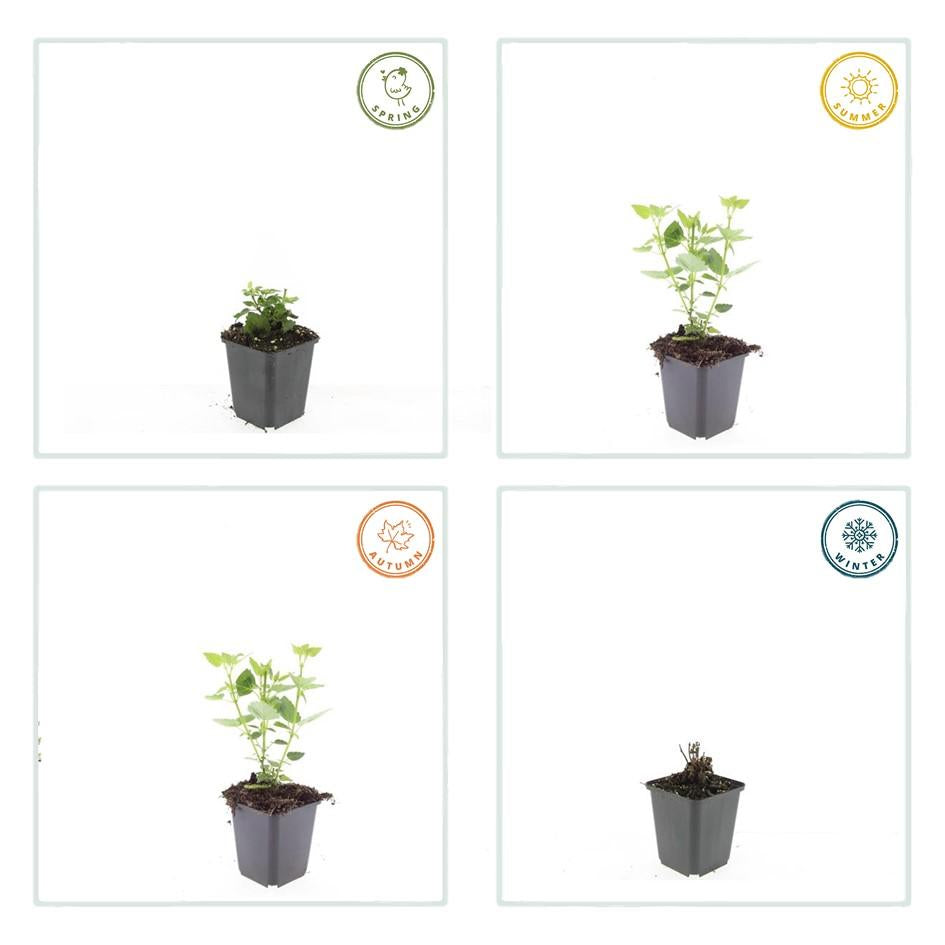 Asiatische Duftnessel – Agastache 'Blue Fortune' – ↕10-25cm – Ø9cm – 6 Pflanzen – Lavendelblaue Blüten – Schmetterlings- & bienenfreundlich – Sonniger Standort 