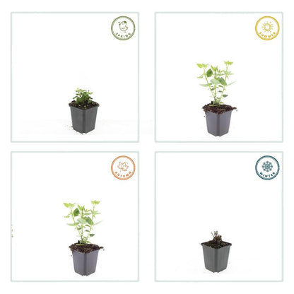 Asiatische Duftnessel – Agastache 'Blue Fortune' – ↕10-25cm – Ø9cm – 6 Pflanzen – Lavendelblaue Blüten – Schmetterlings- & bienenfreundlich – Sonniger Standort 