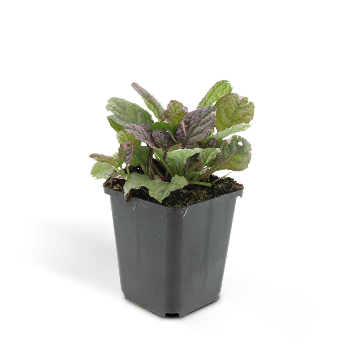 Ajuga reptans 'Burgundy Glow' – 24 Pflanzen – ↕10-25cm – Ø9cm – Kriechender Günsel – Bunter Bodendecker mit blauen Blüten – Pflegeleicht & winterhart – Für Schatten & Halbschatten 