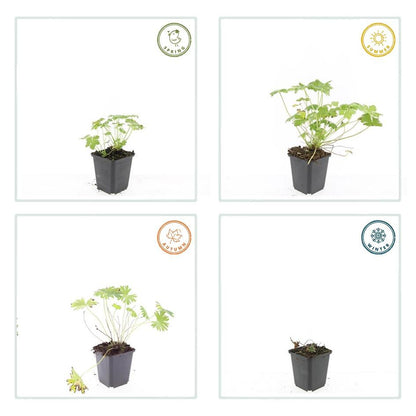 Blut-Storchschnabel Geranium 'Tiny Monster' – ↕10-25cm – Ø9cm – 6 Pflanzen – Kompakte, sommerblühende Staude für Beet, Kübel & Bodendecker – Pflegeleicht & robust 