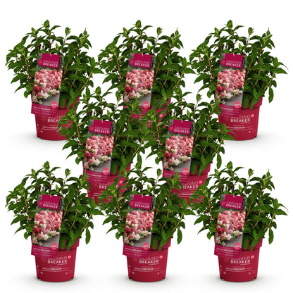 Green boutiQ - Gartenpflanze - Hydrangea panniculata Groundbreaker Ruby - Rispenhortensie - Winterhart - Rot - 8 Pflanzen - Topf 14cm - Höhe 20-25cm 