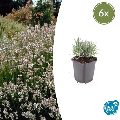 Lavendel Lavandula int. 'Edelweiss' – ↕10-25cm – Ø9cm – 6 Pflanzen – Weiße Blüten, Bienen- & Schmetterlingsfreundlich, Winterhart 