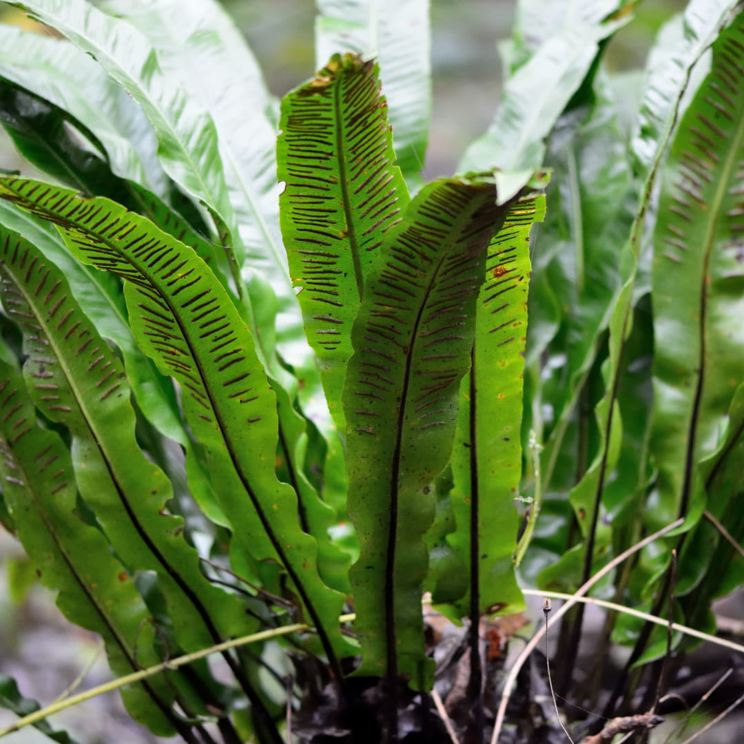 Hirschzungenfarn Asplenium scolopendrium – 6 Pflanzen – Immergrüner Farn für Schatten & Halbschatten – Strukturpflanze für Garten & Beet – 10-25cm – Ø9cm – Winterhart - Oasis of Life