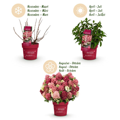 Green boutiQ - Gartenpflanze - Hydrangea panniculata Groundbreaker Ruby - Rispenhortensie - Winterhart - Rot - 2 Pflanzen - Topf 14cm - Höhe 20-25cm 