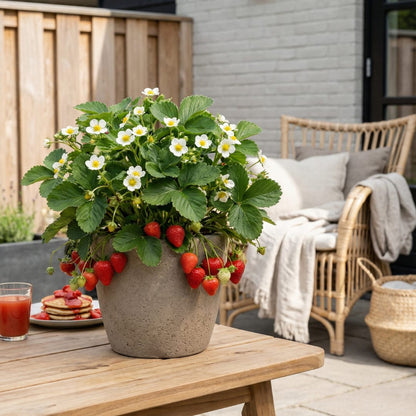 Erdbeeren, 6er-Pack (Fragaria), 100 % biologisch 