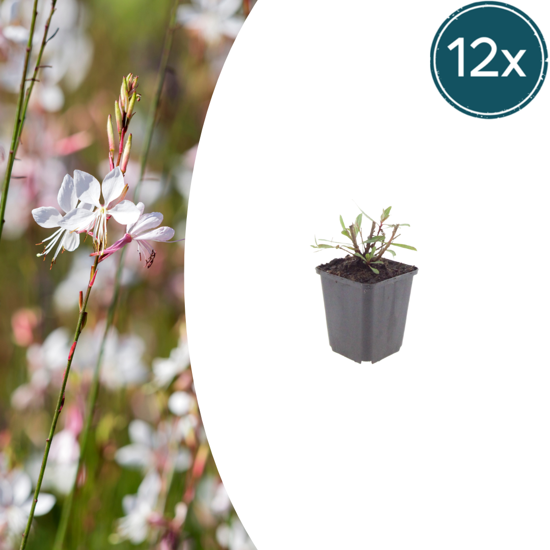 Gaura lindheimeri Whirling Butterflies – Ø9cm – Höhe 10-25cm – Prachtkerze – Reinweiße Blüten – Ansicht 11