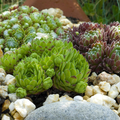 GreenboutiQ - Bodendecker - Winterhart - Sempervivum Big Sam - 4 Pflanzen - Verschiedene Farben - Wenig Pflege - Topf 14cm Höhe 17cm 