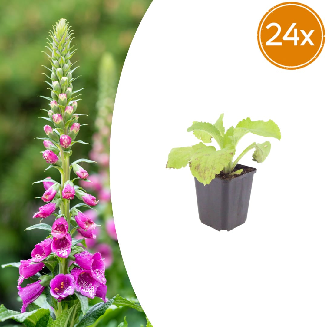 Roter Fingerhut Digitalis purpurea Hohe Blütenstaude für Garten & Cottage Ø9cm 24 Stück
