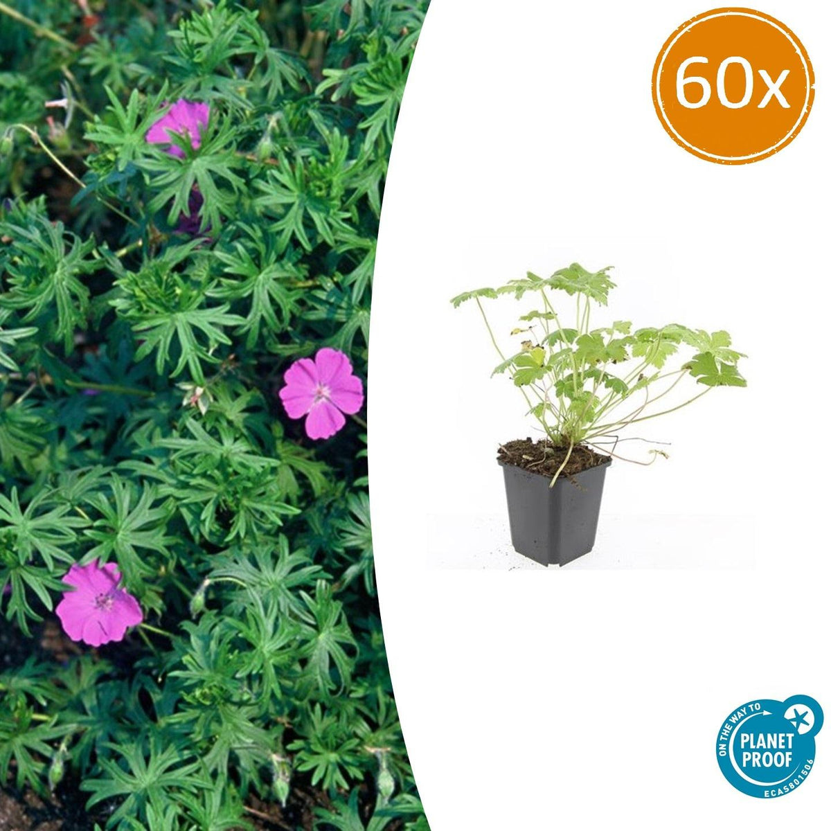 Blut-Storchschnabel Geranium 'Tiny Monster' – ↕10-25cm – Ø9cm – 60 Pflanzen – Kompakte, sommerblühende Staude für Beet, Kübel & Bodendecker – Pflegeleicht & robust 