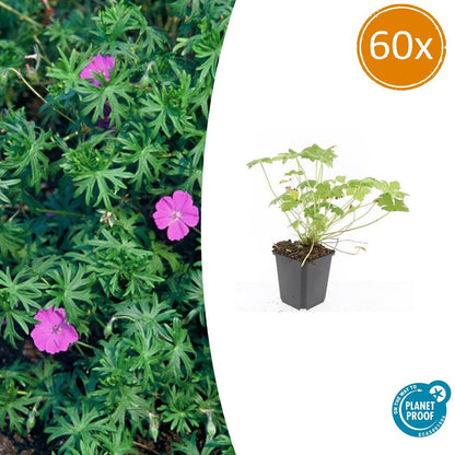Blut-Storchschnabel Geranium 'Tiny Monster' – ↕10-25cm – Ø9cm – 60 Pflanzen – Kompakte, sommerblühende Staude für Beet, Kübel & Bodendecker – Pflegeleicht & robust 