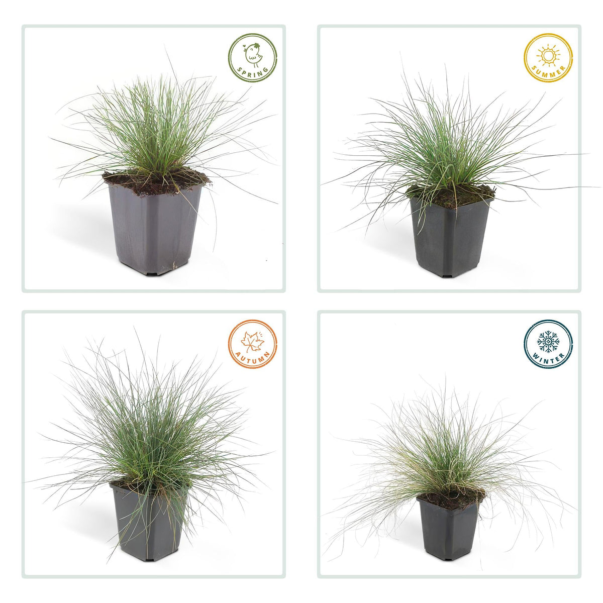 Blau-Schwingel – Festuca glauca 'Elijah Blue' – ↕10-25 cm – Ø9 cm – 6 Pflanzen – Ziergras – Blau-graues Gras – Pflegeleicht & Winterhart – Steingarten & Beete 