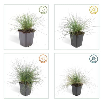 Blau-Schwingel – Festuca glauca 'Elijah Blue' – ↕10-25 cm – Ø9 cm – 6 Pflanzen – Ziergras – Blau-graues Gras – Pflegeleicht & Winterhart – Steingarten & Beete 