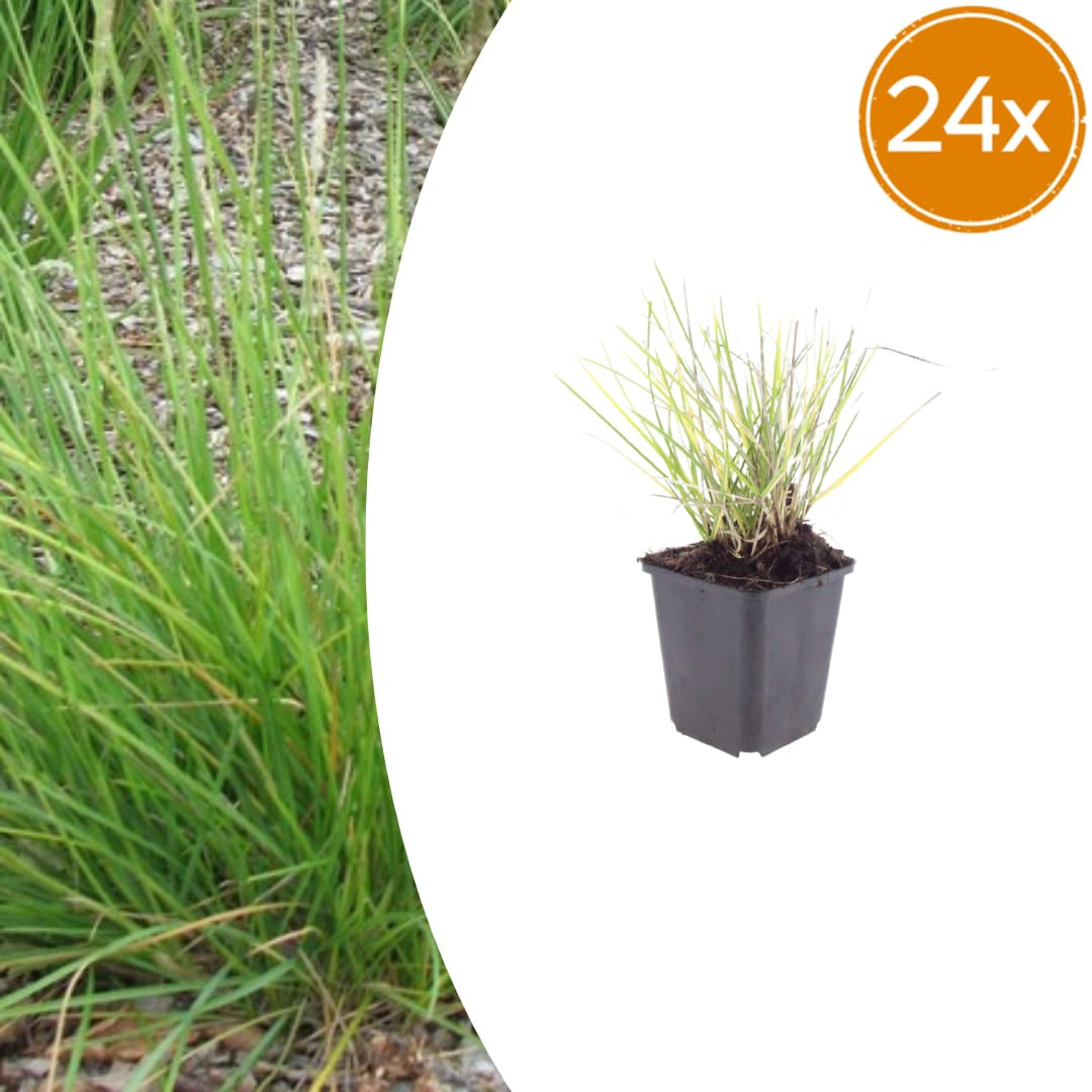 Sesleria autumnalis – 24 Pflanzen – Ø9cm – Höhe 10-25cm – Winterhartes Ziergras – Goldbraune Herbstfärbung – Pflegeleicht für Beet, Steingarten & Naturgarten - Oasis of Life