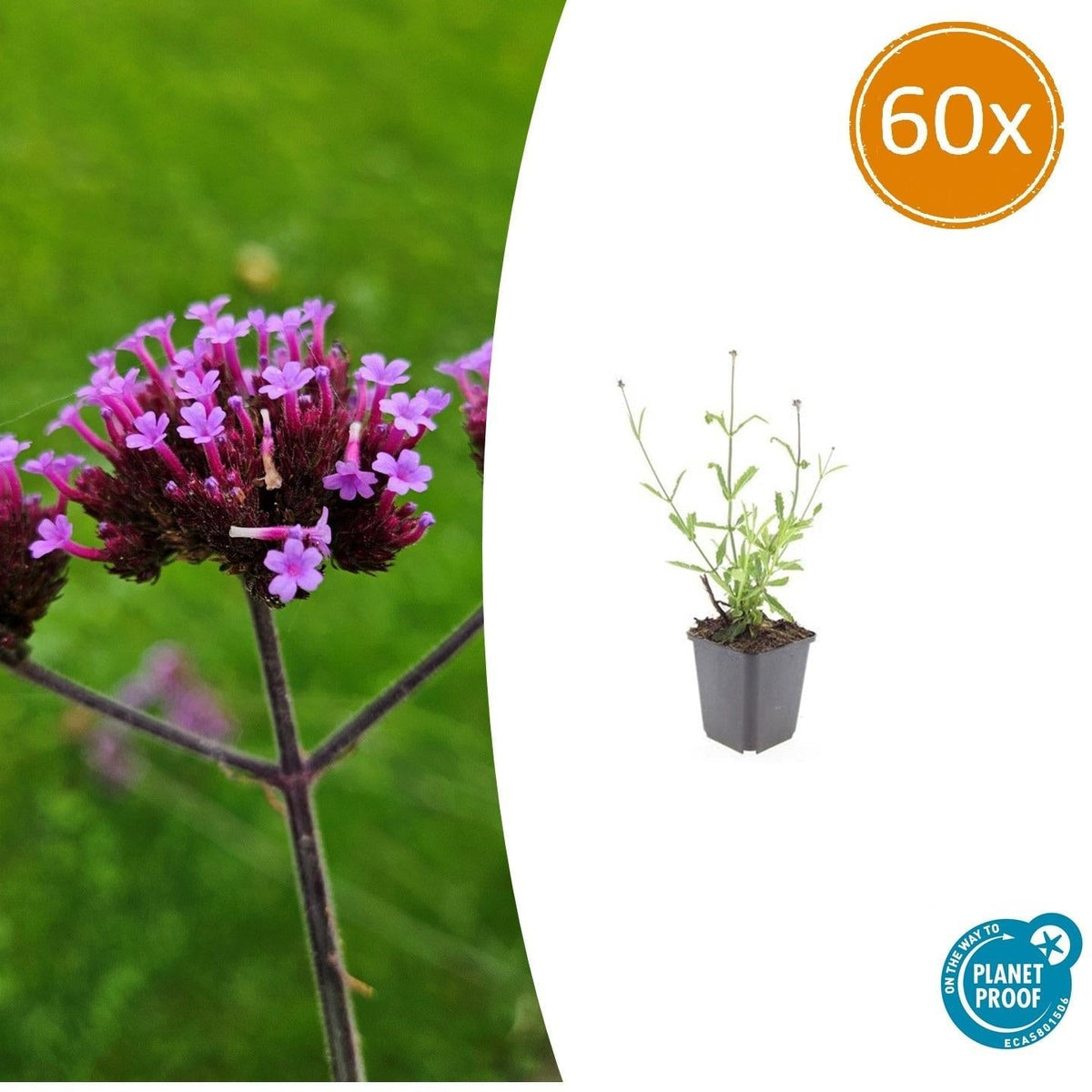 Hohes Eisenkraut Verbena bonariensis 'Lollipop' – ↕10-25cm – Ø9cm – 60 Pflanzen – Lilafarbene Blüten – Kompakt & pflegeleicht – Bienen- & schmetterlingsfreundlich 