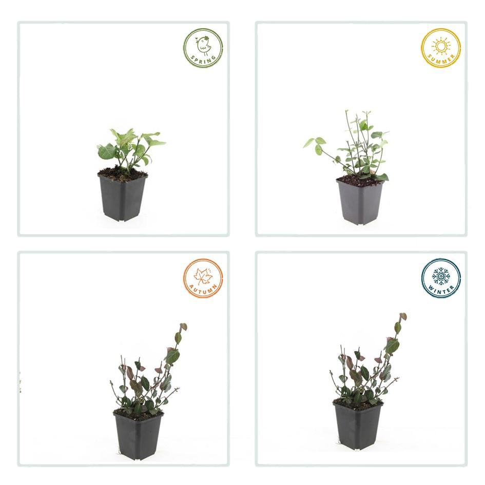 Purpur-Kriechspindel Euonymus fortunei 'Coloratus' – ↕10-25cm – Ø9cm – 6 Pflanzen – Winterharter Zierstrauch für Beete, Bodendecker & Hecken – Glänzendes Laub & purpurfarbene Beeren 