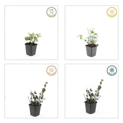 Purpur-Kriechspindel Euonymus fortunei 'Coloratus' – ↕10-25cm – Ø9cm – 6 Pflanzen – Winterharter Zierstrauch für Beete, Bodendecker & Hecken – Glänzendes Laub & purpurfarbene Beeren 