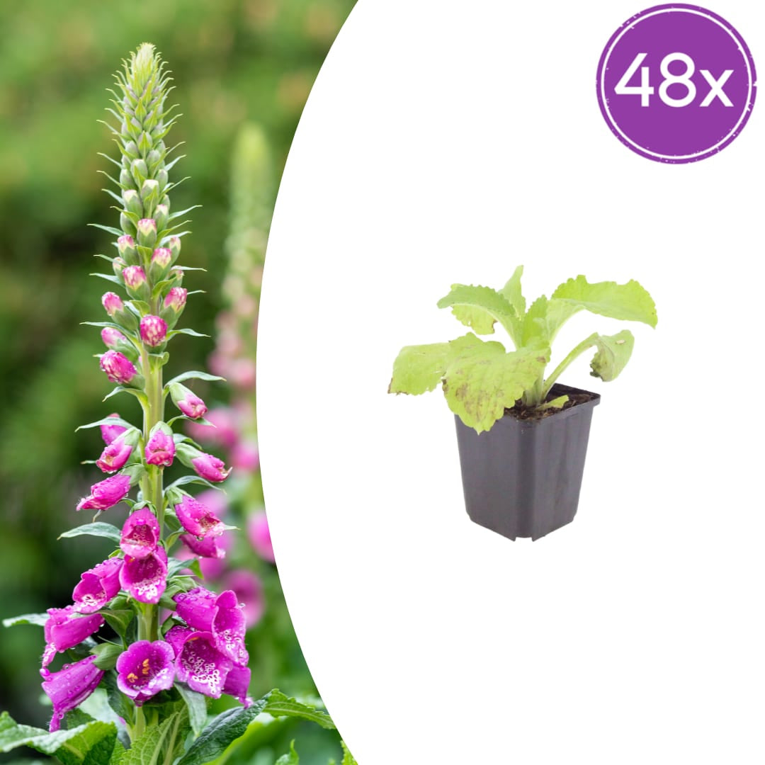 Roter Fingerhut Digitalis purpurea Blühstaude für Garten & Beet Ø9cm 48 Stück