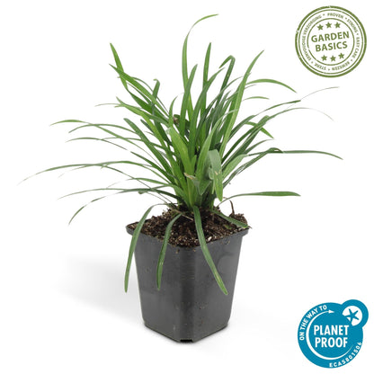Lilientraube Liriope muscari 'Big Blue' – ↕10-25cm – Ø9cm – 6 Pflanzen – Immergrün, Lila Blüten, Bodendecker, Pflegeleicht, Halbschatten 