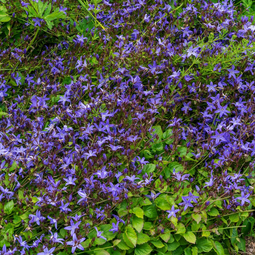 Campanula poscharskyana Winterharte Bodendecker Staude Ø9cm 6 Stück